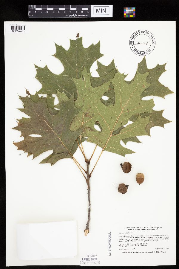 Quercus velutina image