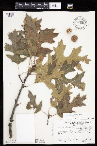 Quercus velutina image