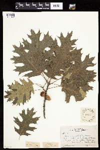 Quercus velutina image