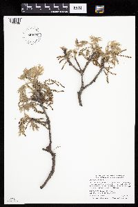 Quercus velutina image