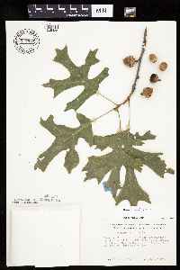 Quercus velutina image