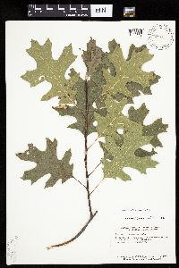 Quercus velutina image