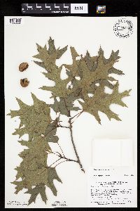 Quercus velutina image