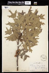 Quercus velutina image