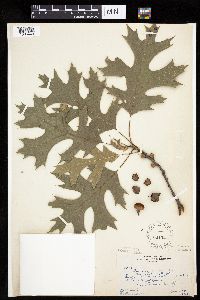 Quercus velutina image