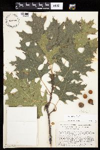 Quercus velutina image