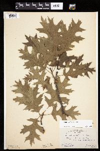 Quercus velutina image