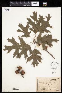 Quercus velutina image