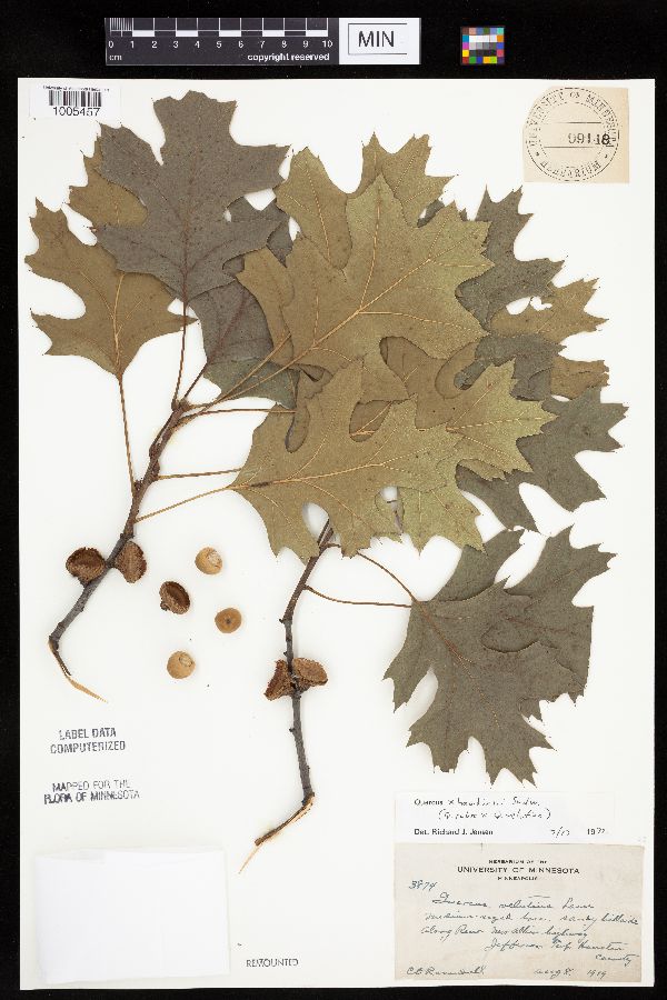 Quercus x hawkinsiae image