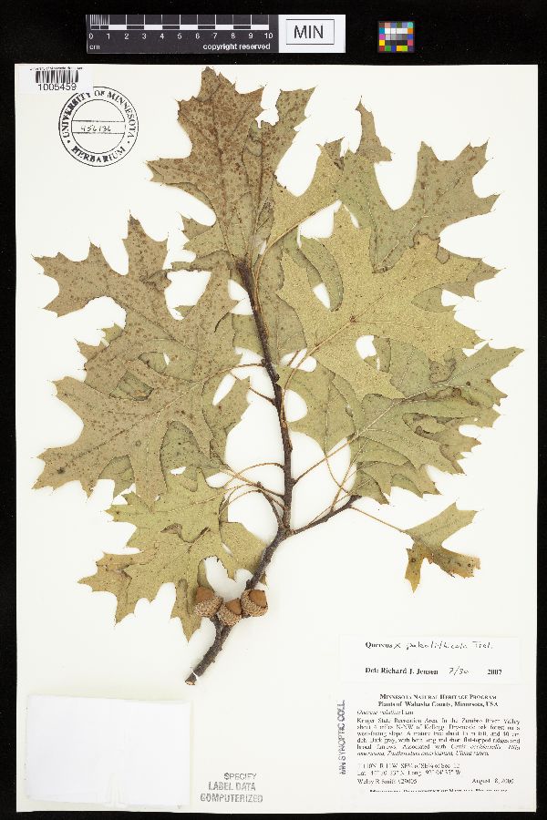 Quercus ellipsoidalis x velutina image