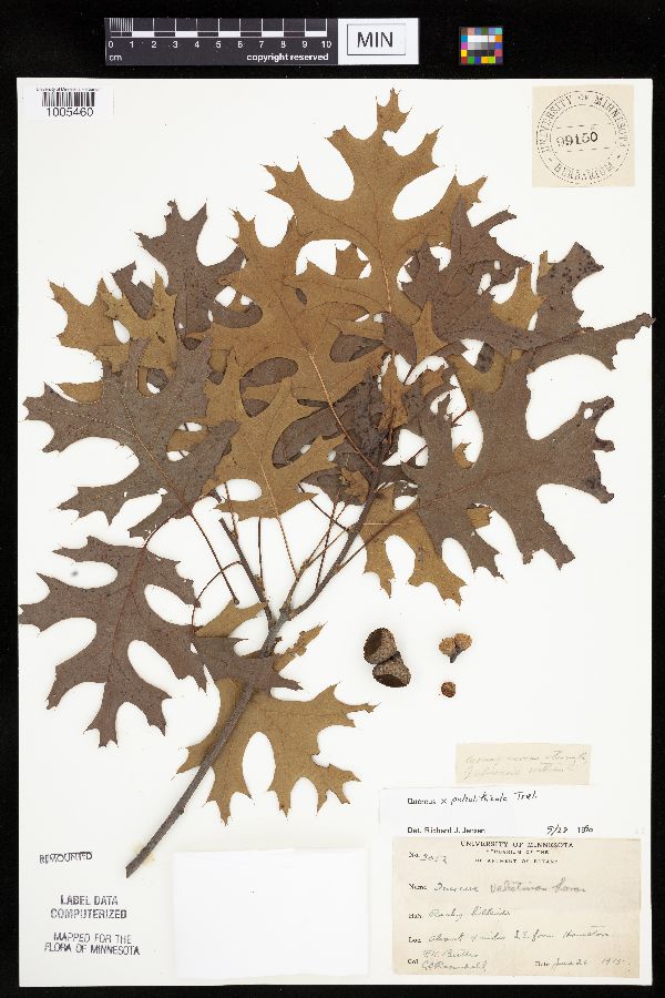 Quercus ellipsoidalis x velutina image