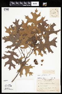 Image of Quercus ellipsoidalis x velutina