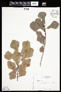 Quercus nigra image