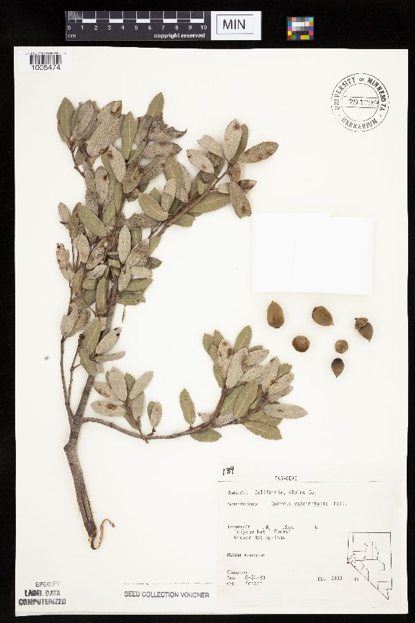 Quercus vaccinifolia image