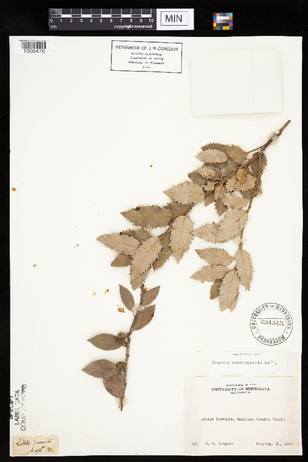 Quercus vaccinifolia image