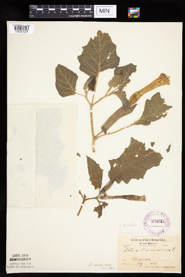 Datura wrightii image