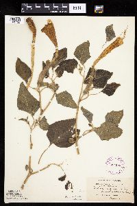 Datura wrightii image