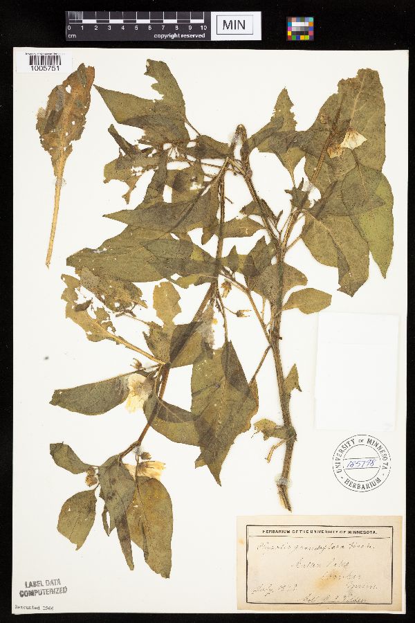 Leucophysalis grandiflora image