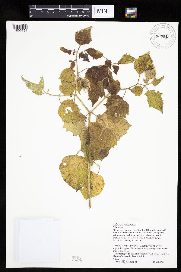 Physalis heterophylla var. heterophylla image