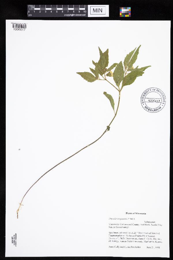 Physalis virginiana image