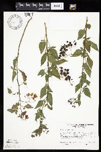 Solanum dulcamara var. dulcamara image