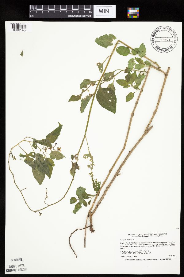 Solanum dulcamara image