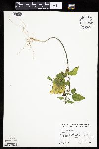 Solanum nigrum var. virginicum image