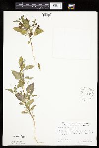 Solanum nigrum var. virginicum image