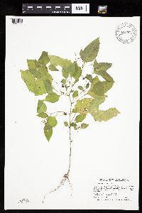 Solanum nigrum image