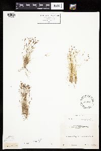 Bulbostylis capillaris image