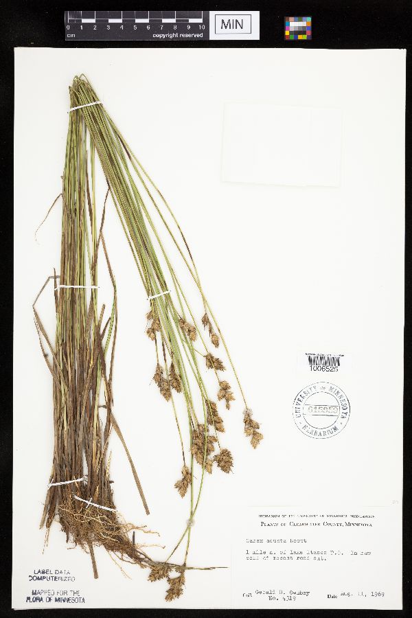 Carex adusta image