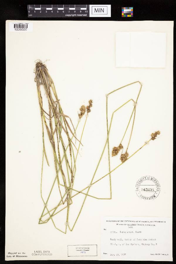 Carex adusta image