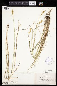 Carex adusta image