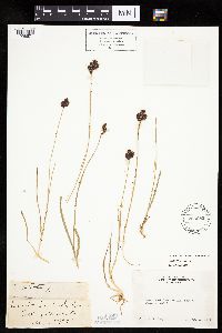 Image of Carex albonigra