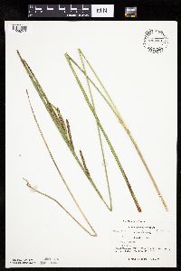 Carex aquatilis image