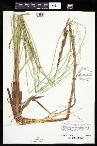 Carex aquatilis image