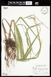 Carex aquatilis image