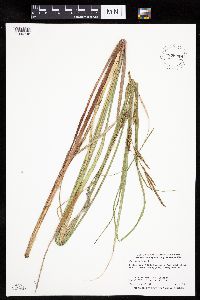 Carex aquatilis image