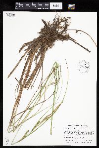 Carex aquatilis image