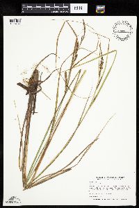 Carex aquatilis image