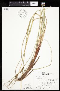 Carex aquatilis image