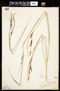 Carex aquatilis image