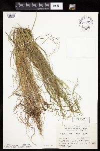 Carex arcta image