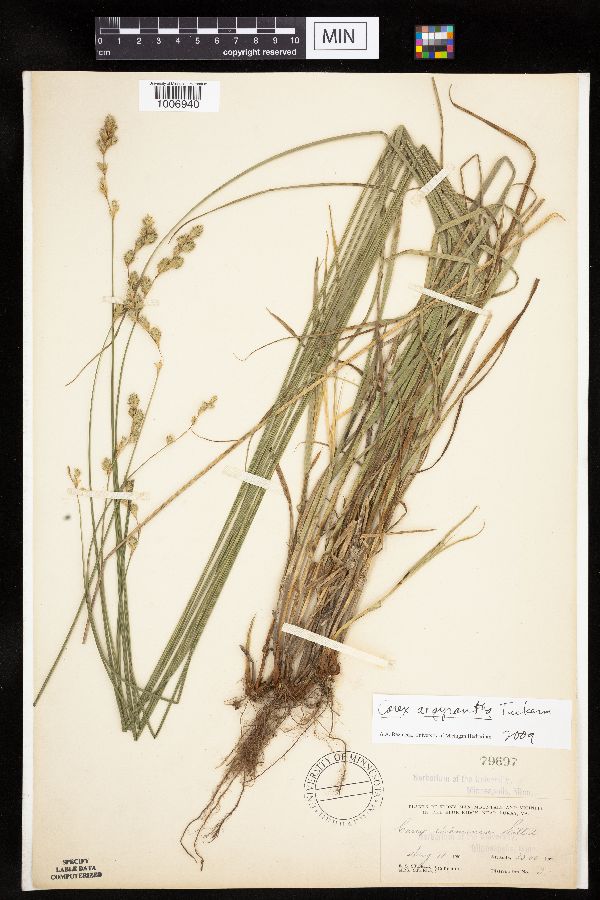 Carex argyrantha image