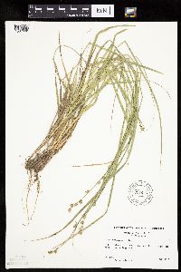 Image of Carex atlantica