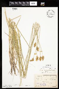 Carex bicknellii image