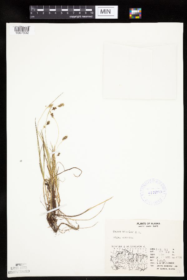 Carex bicolor image