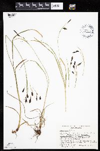Carex bicolor image