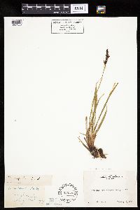 Image of Carex bigelowii