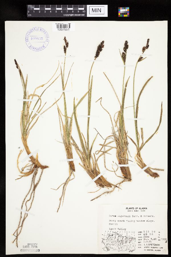 Carex bigelowii image